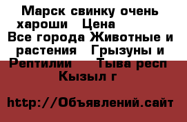 Марск свинку очень хароши › Цена ­ 2 000 - Все города Животные и растения » Грызуны и Рептилии   . Тыва респ.,Кызыл г.